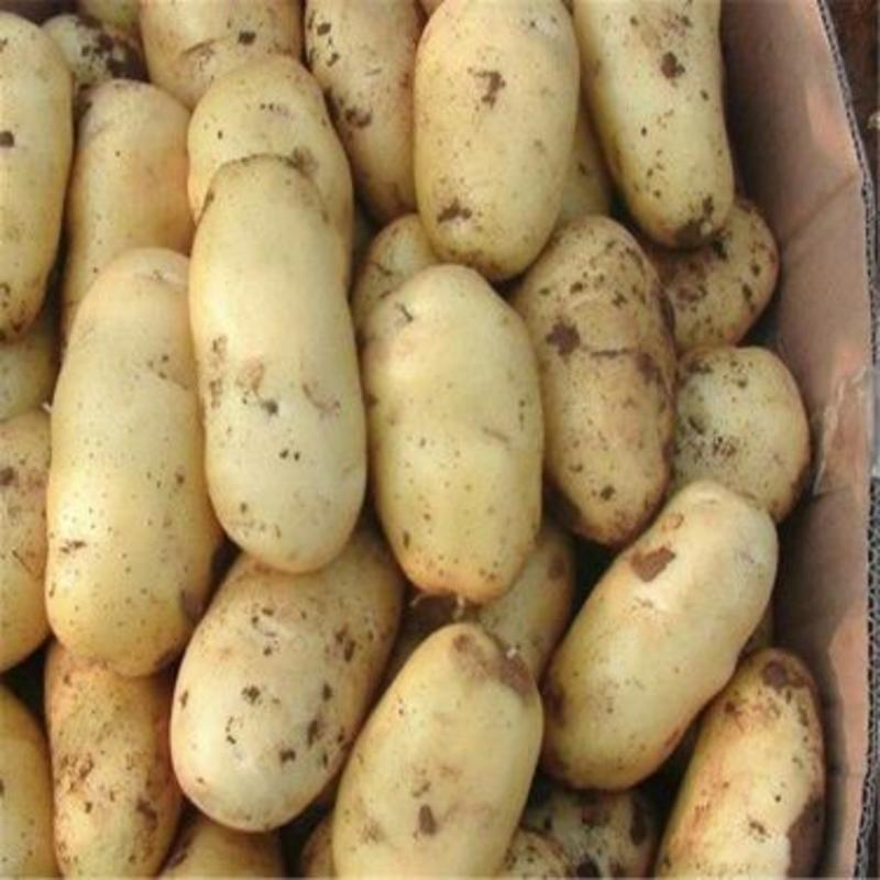 【人气】河南开封通许优质沃土土豆无青头虫洞基地供货个头大耐运