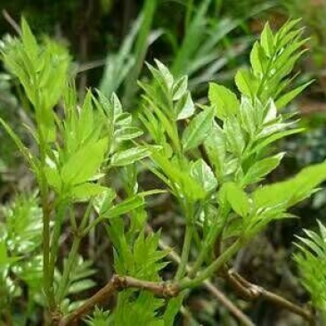 藤茶一级