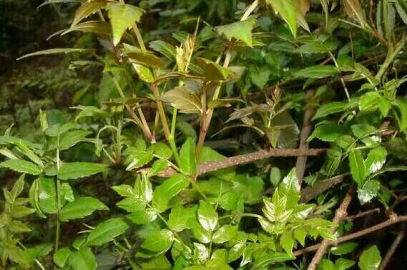 藤茶一级