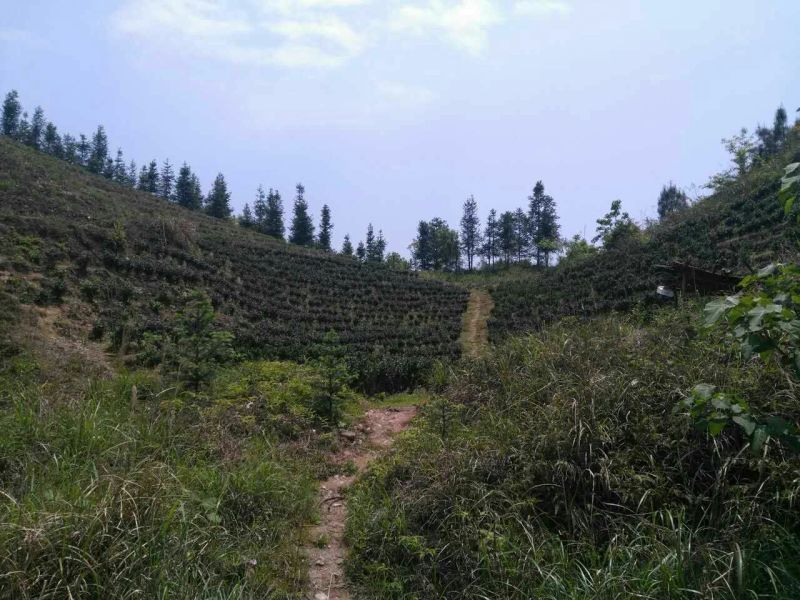 藤茶一级