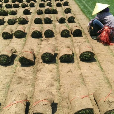 草坪草
