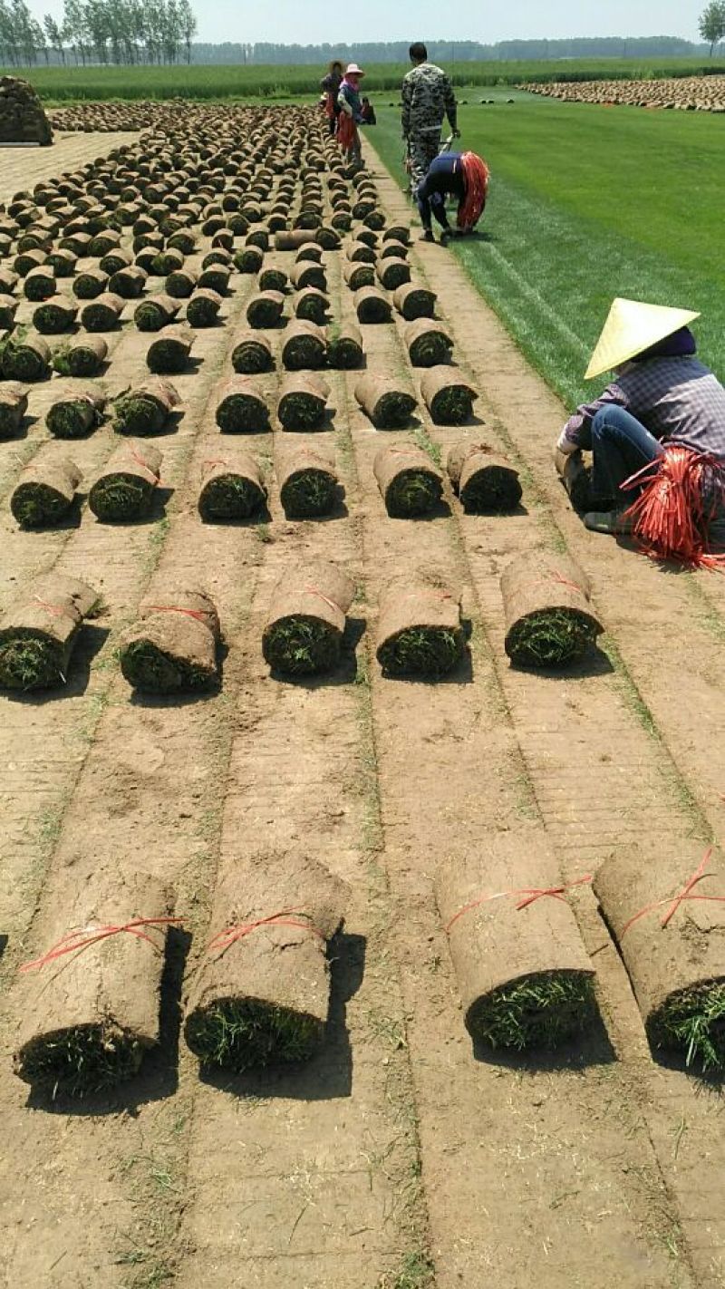 草坪草