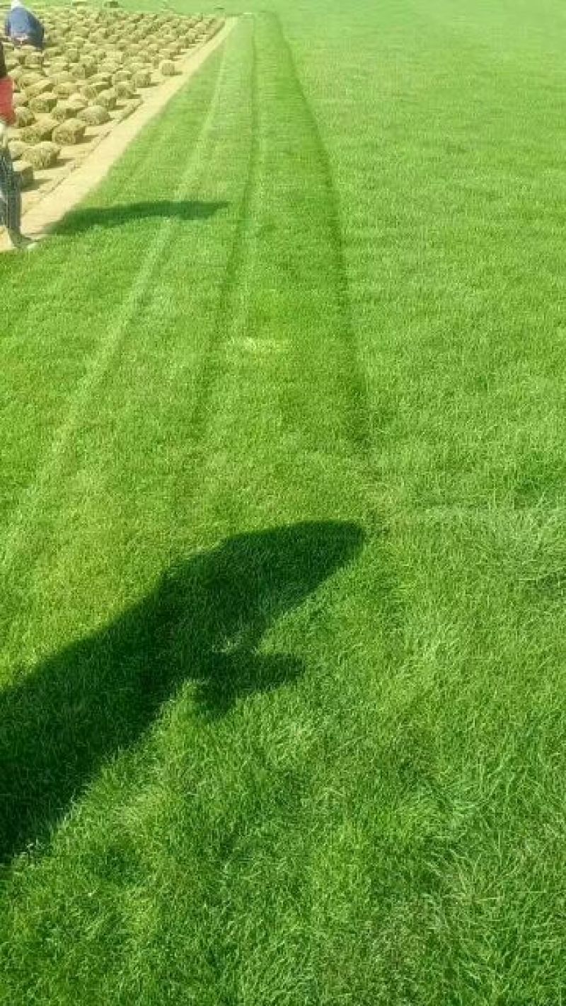 草坪草