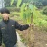 桑椹树苗台湾长果桑苗
