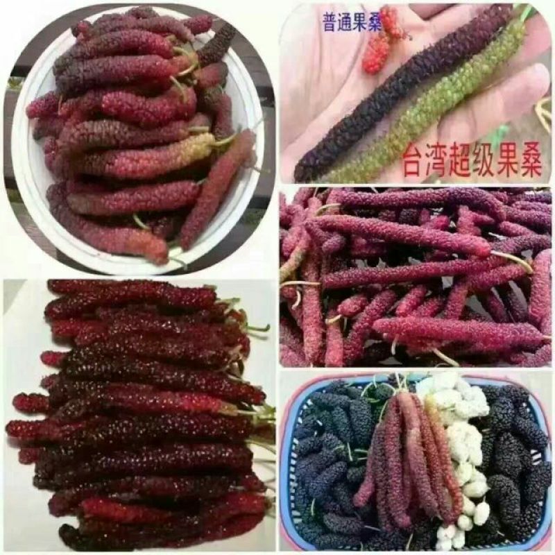 桑椹树苗台湾长果桑苗