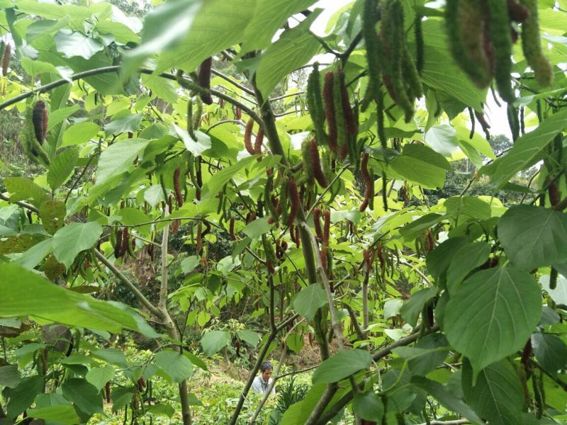 桑椹树苗台湾长果桑苗