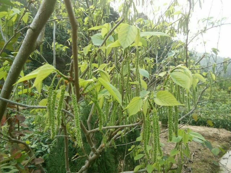 桑椹树苗台湾长果桑苗