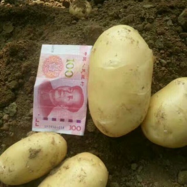 荷兰十五土豆2~4两通货