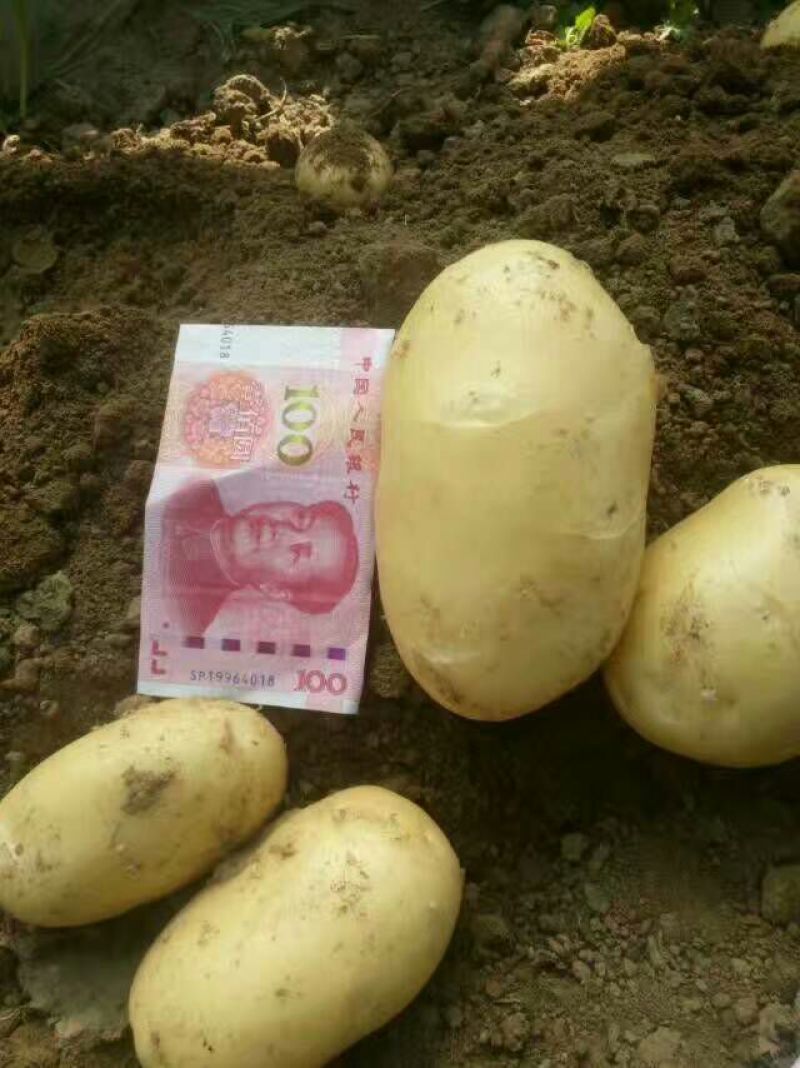 荷兰十五土豆2~4两通货