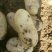 荷兰十五土豆2~4两通货