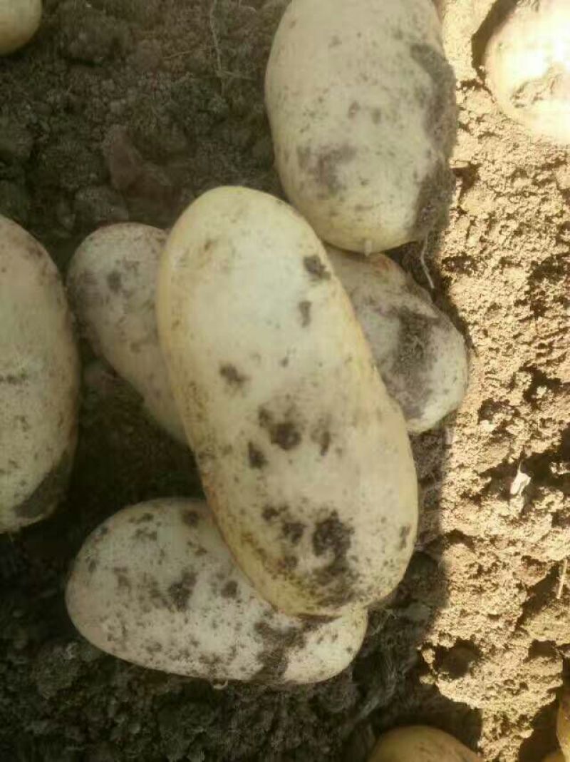 荷兰十五土豆2~4两通货