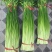 苔菜
