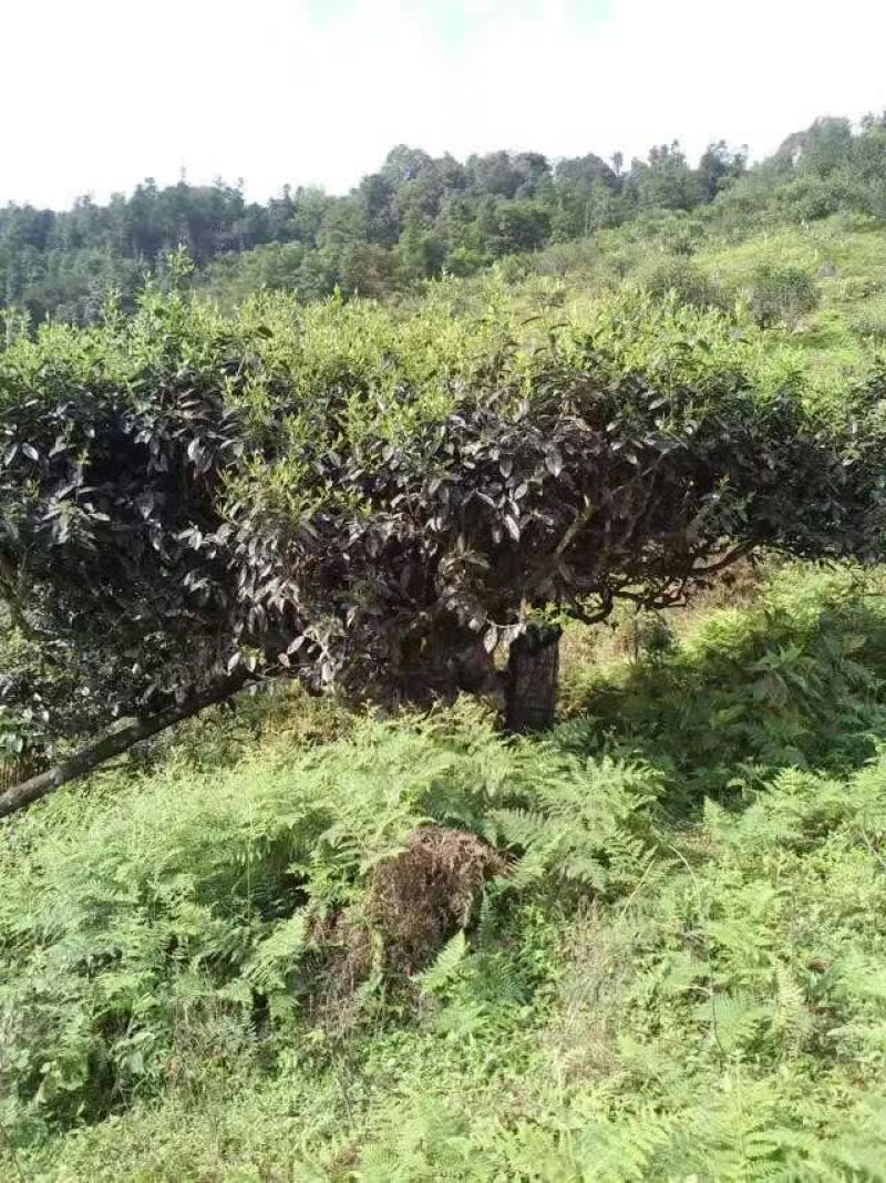 老树茶一级