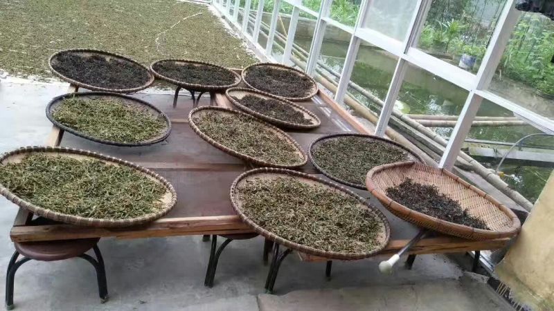 老树茶一级