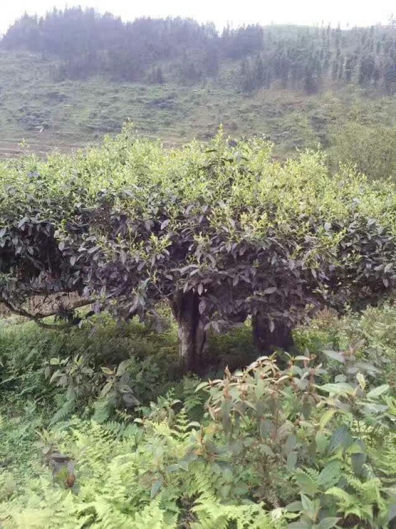 老树茶一级