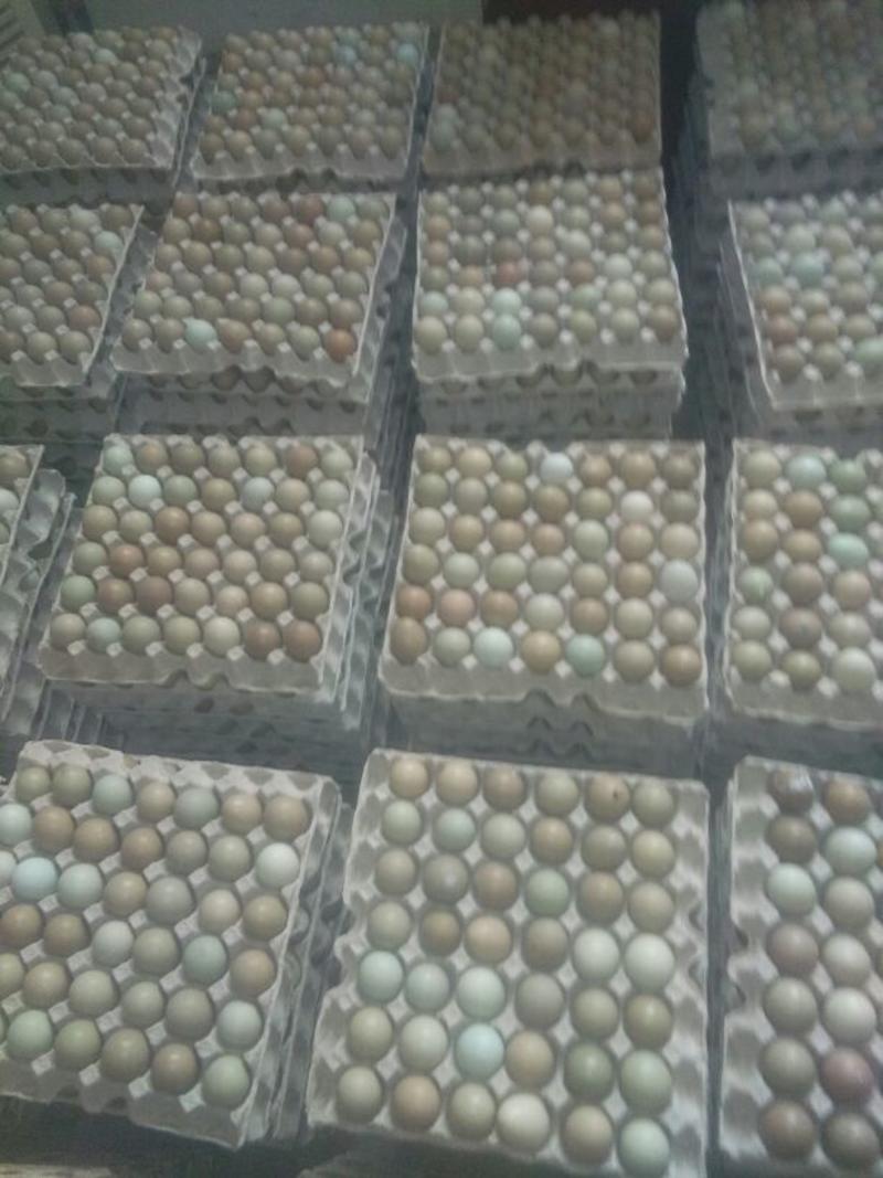 野鸡蛋50g以下食用高营养无抗自己养殖的一手货源
