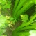 西芹50cm以上