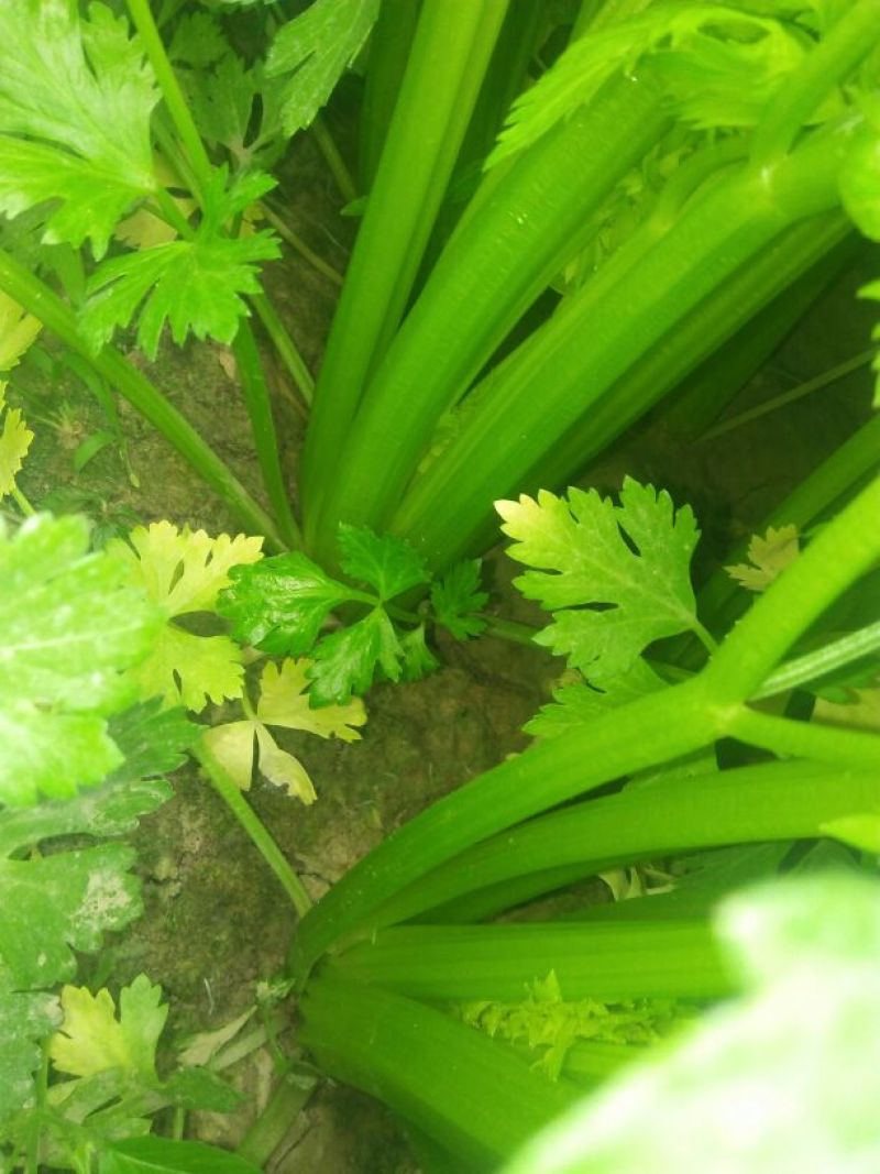 西芹50cm以上