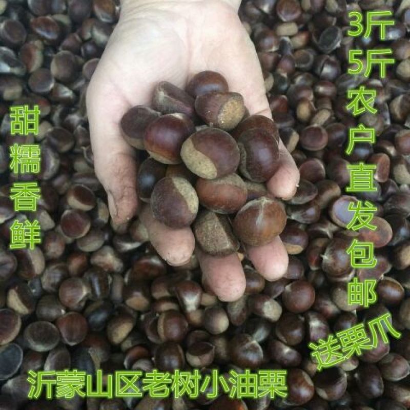 正宗山东油栗炒栗种代办代储代发市场货欢迎咨询一件代发