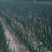 五叶齐30~40cm毛葱3cm左右
