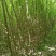 三角枫171~200cm