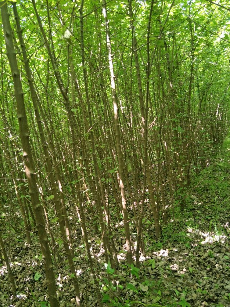 三角枫171~200cm