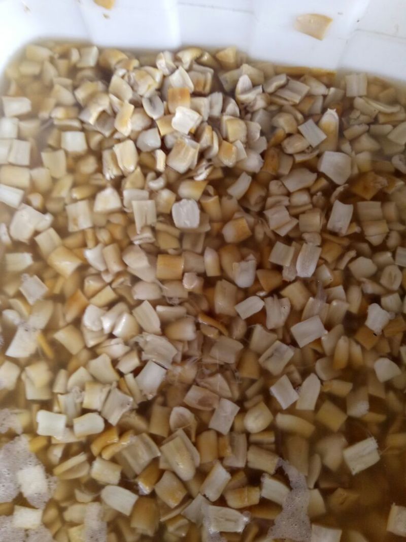 大球盖菇1.2~2cm