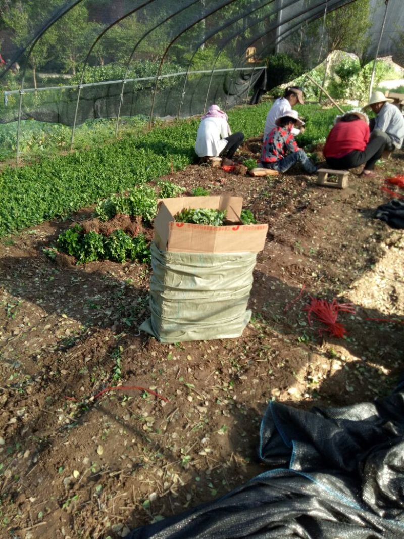 卫矛床苗，卫矛芽苗供苗圃建圃苗
