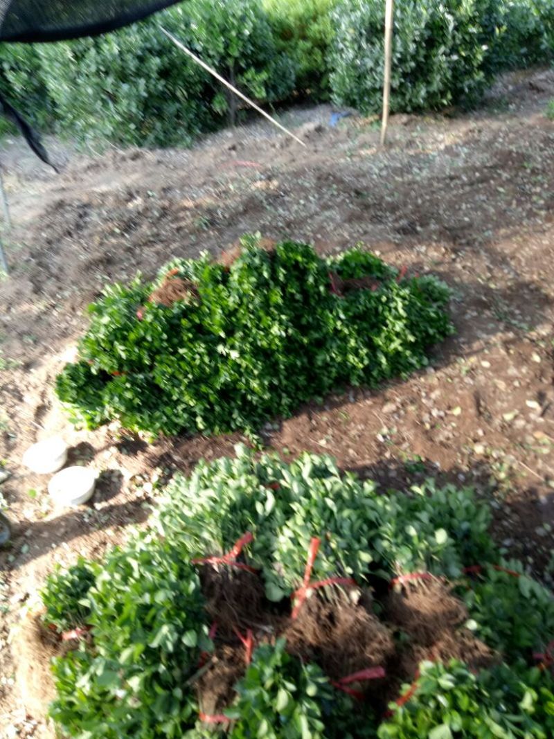 卫矛床苗，卫矛芽苗供苗圃建圃苗