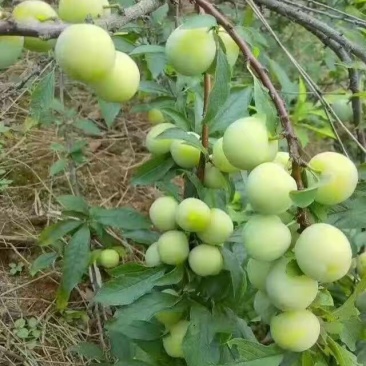 三华李树苗40~50cm