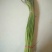 菜苔30~40厘米