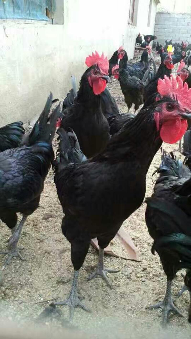 莱芜黑鸡散养3~4斤