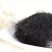 发菜野生植物蔬菜特菜***绿色植物批发与零售