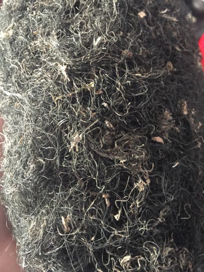 发菜野生植物蔬菜特菜***绿色植物批发与零售