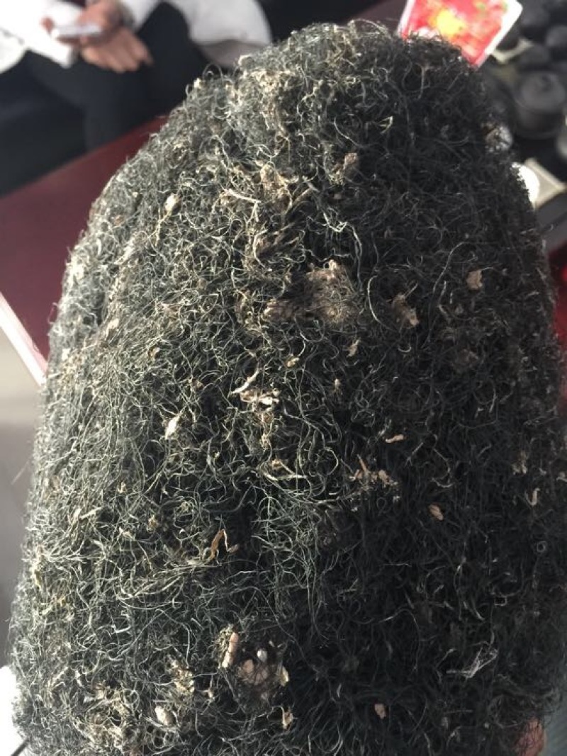 发菜野生植物蔬菜特菜***绿色植物批发与零售