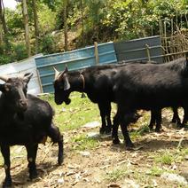 黑山羊种羊50~80斤