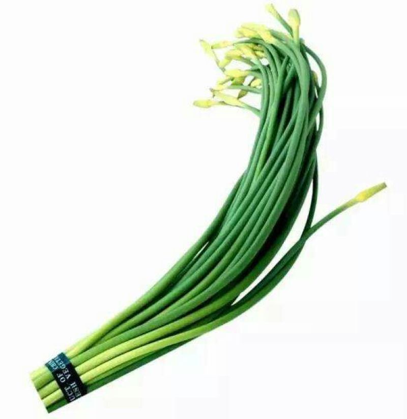 杂交蒜薹精品60~70厘米