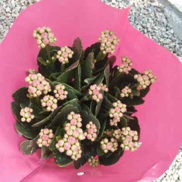 长寿花