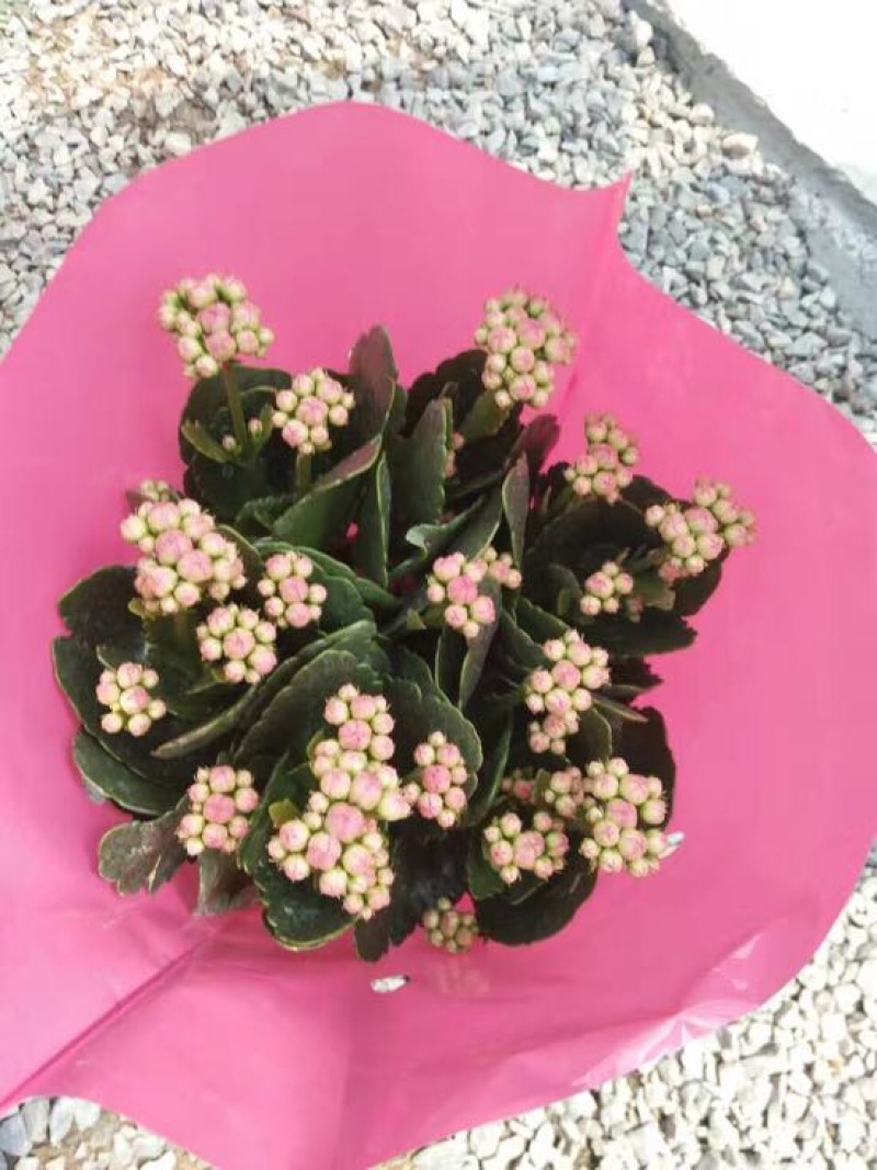 长寿花