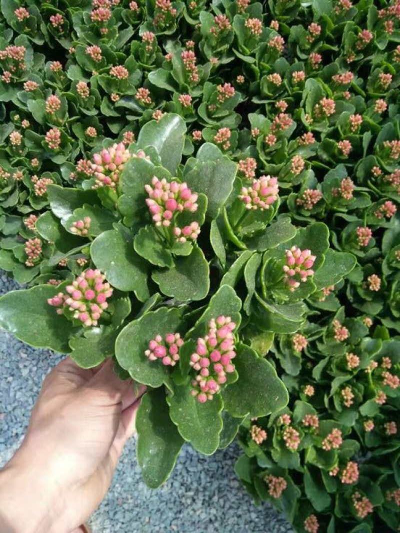 长寿花