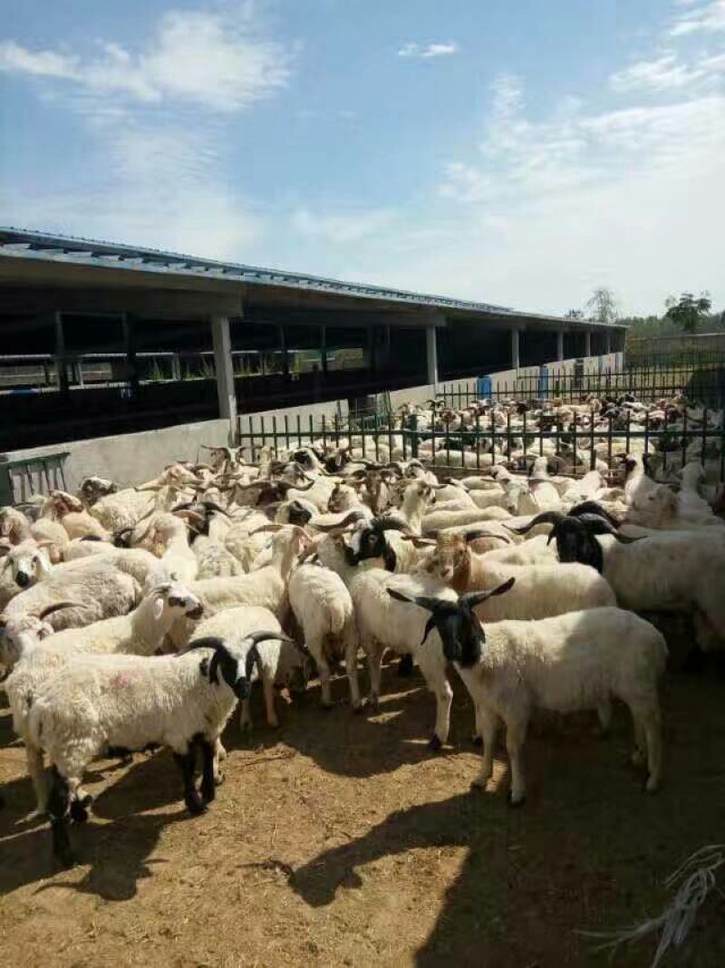 湖羊价格波尔山羊价格美国白山羊价格送货上门，报销来回路费