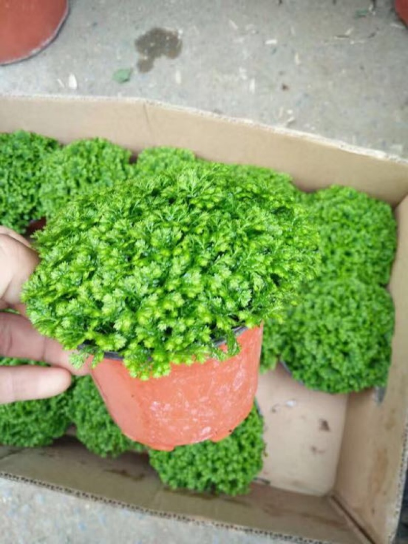 绿地球