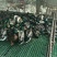 鸭苗统货