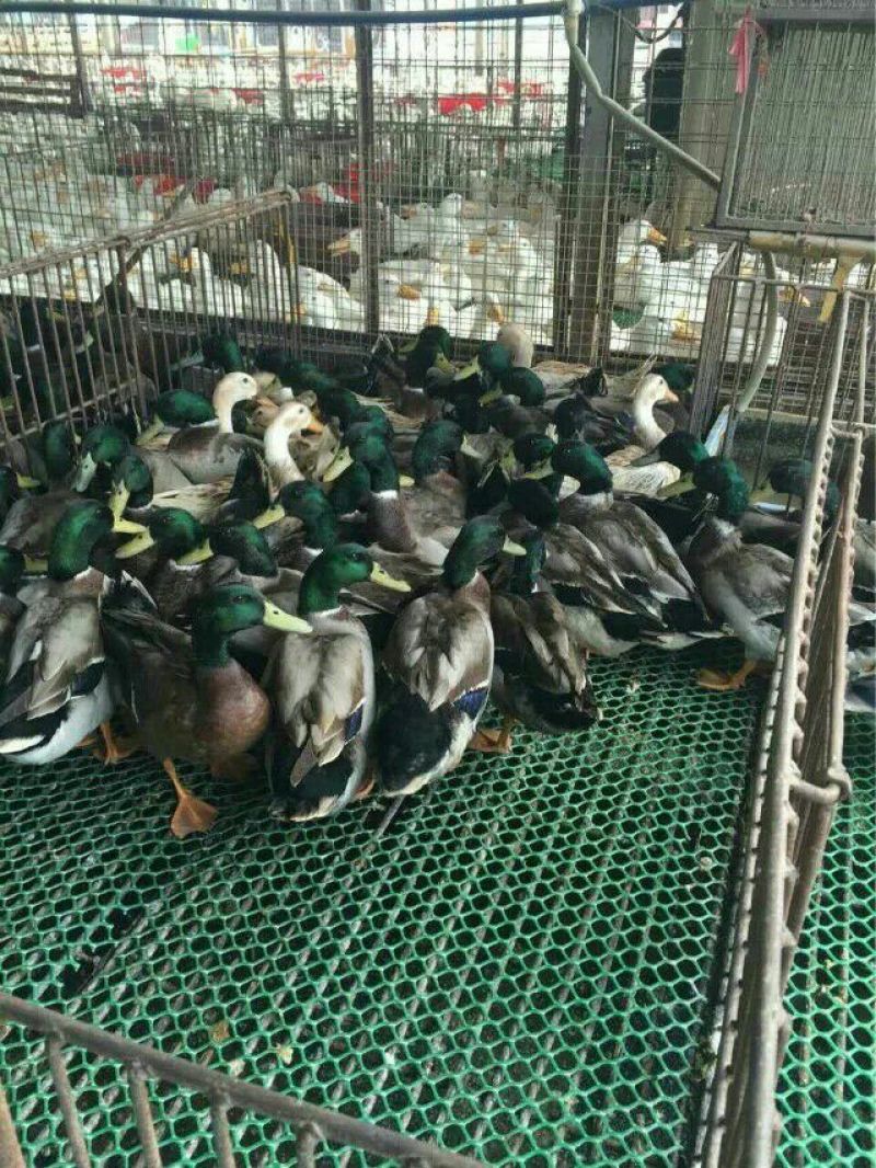 鸭苗统货