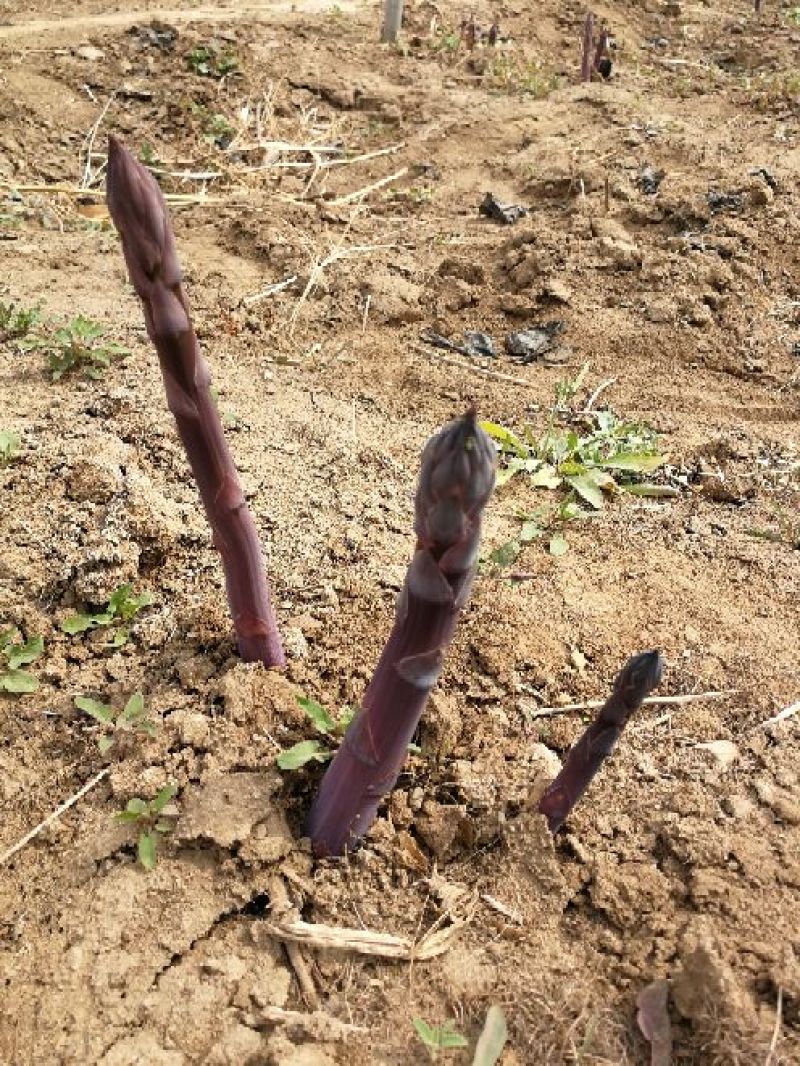 芦笋苗、紫芦笋苗，品种纯，价格优惠，质量好。