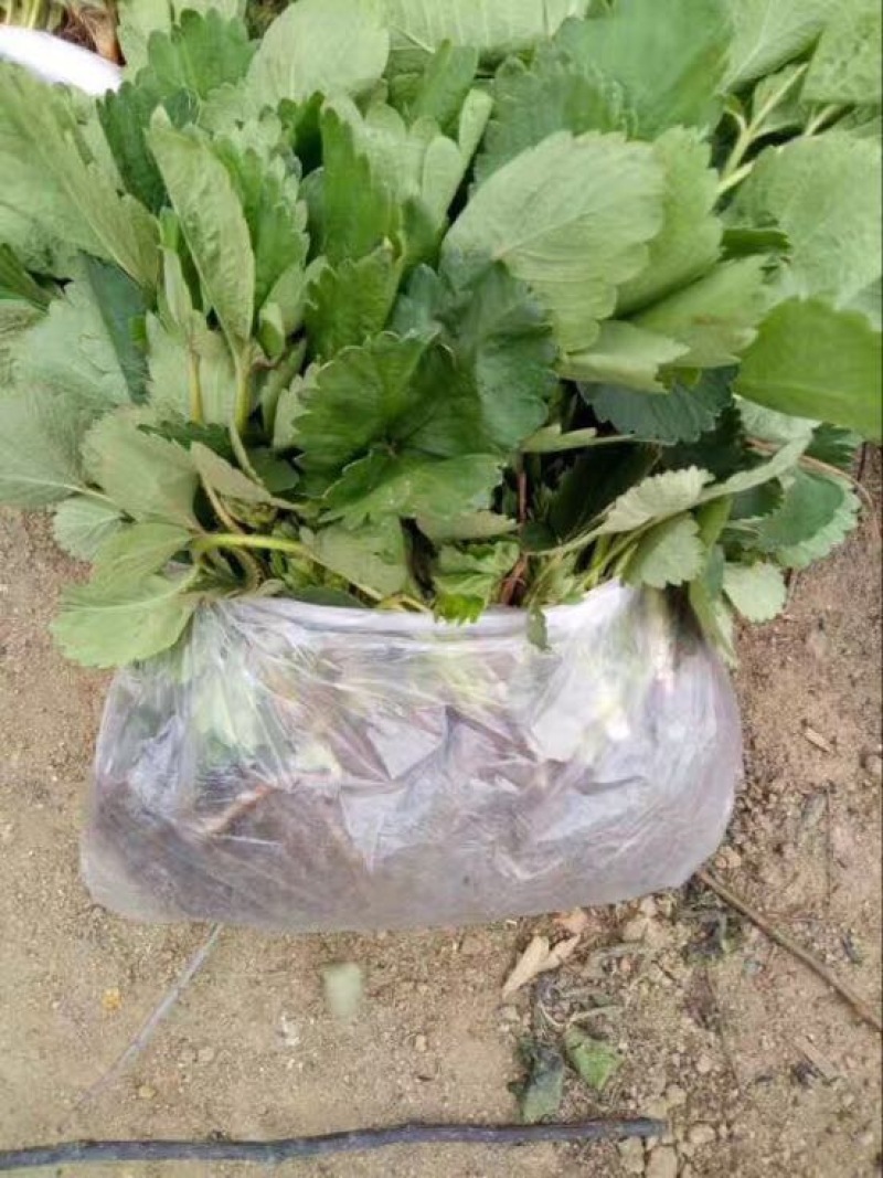 基地草莓苗大量上市，品种齐全