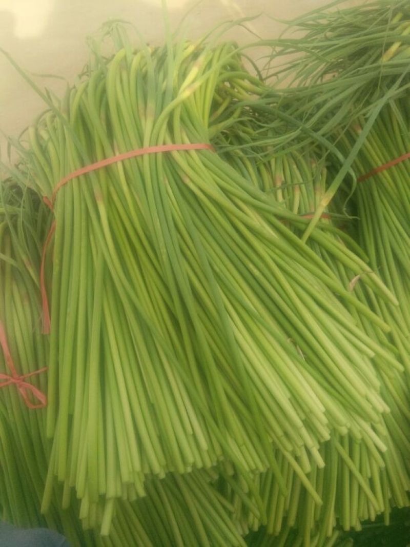 红菜苔30~40厘米