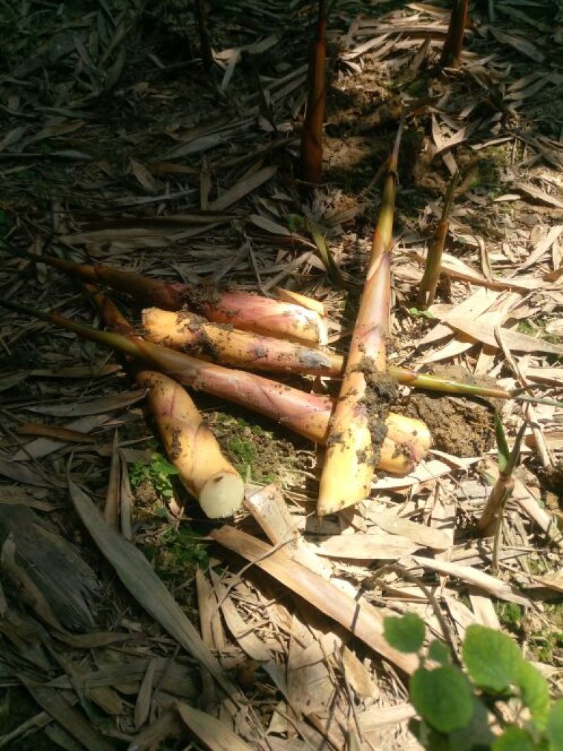 苦笋25cm以上以上