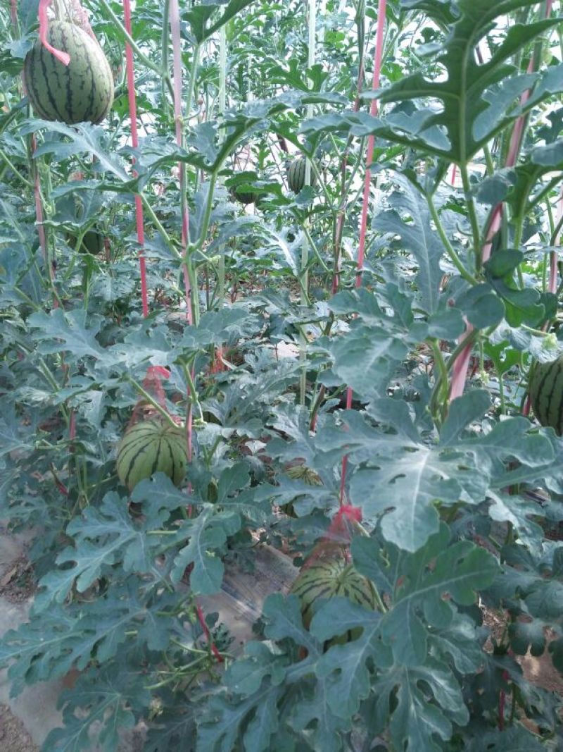 吊西瓜3斤打底9成熟1茬欢迎参观品尝