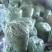 架豆王豆角20厘米以上